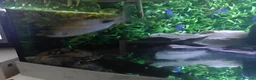 Turtle reptiles for sale: 3 Missisipi turtle for sale in Doncaster - Advert 4