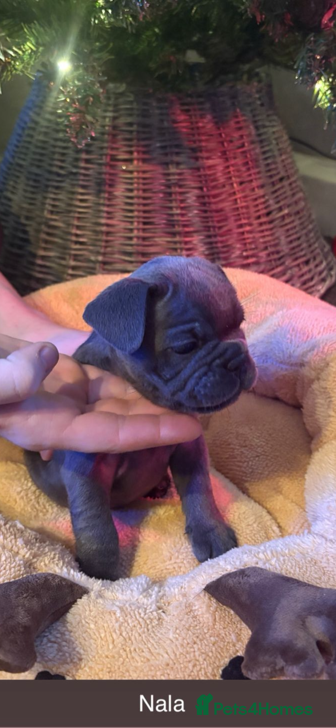 French Bulldog dogs for sale: French bulldog puppies - Advert 3