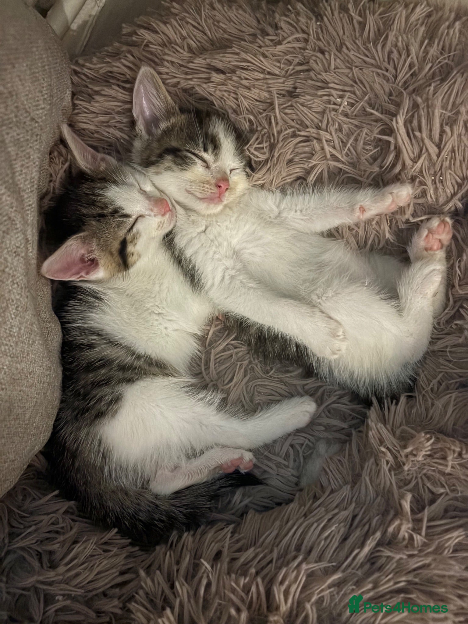 Mixed Breed cats 5 beautiful kittens  - Advert 13