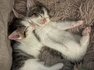 Mixed Breed cats 5 beautiful kittens - Advert 13