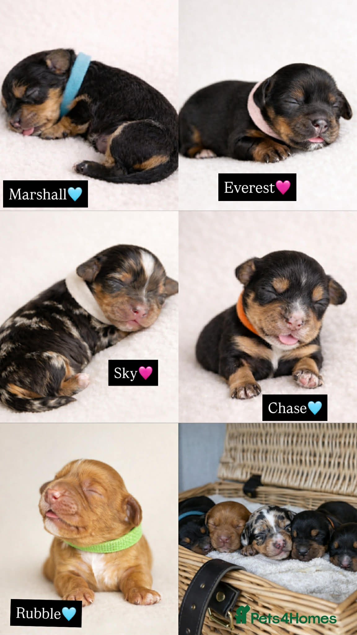 Cocker Spaniel dogs Working Cocker spaniels  - Advert 1