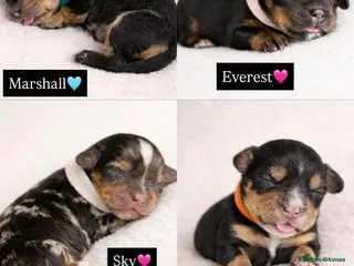 Cocker Spaniel dogs Working Cocker spaniels - Advert 1