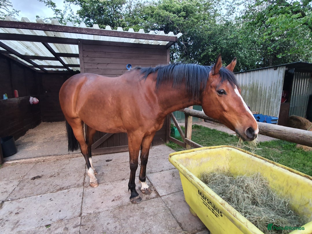 Other Breed horses for sale: 15.1 Welsh x thoroughbred  - Image 10