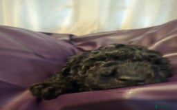 Mixed Breed dogs for sale: Poodles cross patterdale boy pupies - Advert 8