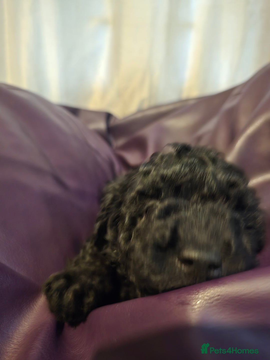 Mixed Breed dogs for sale: Poodles cross patterdale boy pupies - Advert 8