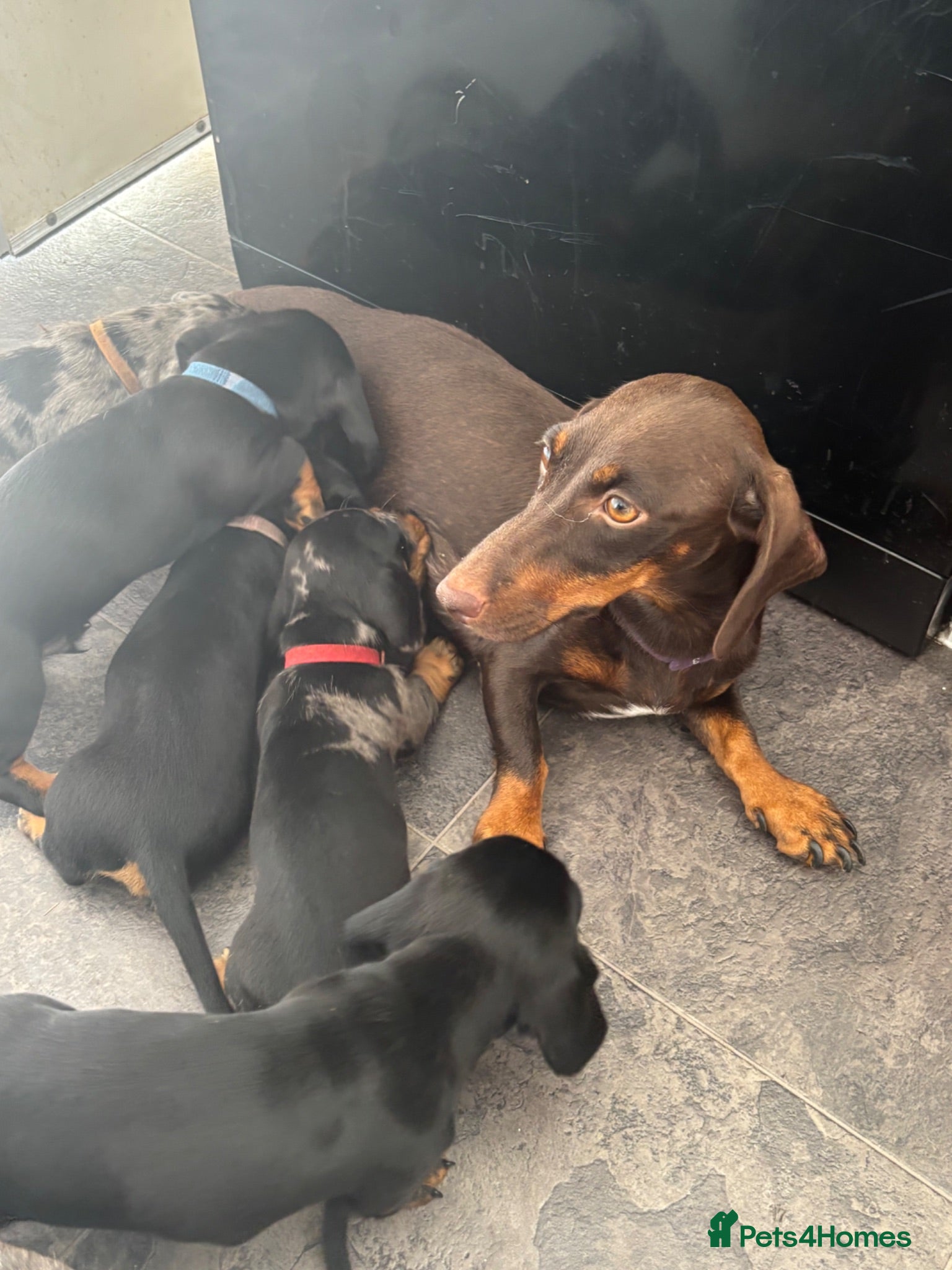 Dachshund dogs Puppy dachshunds - Advert 5