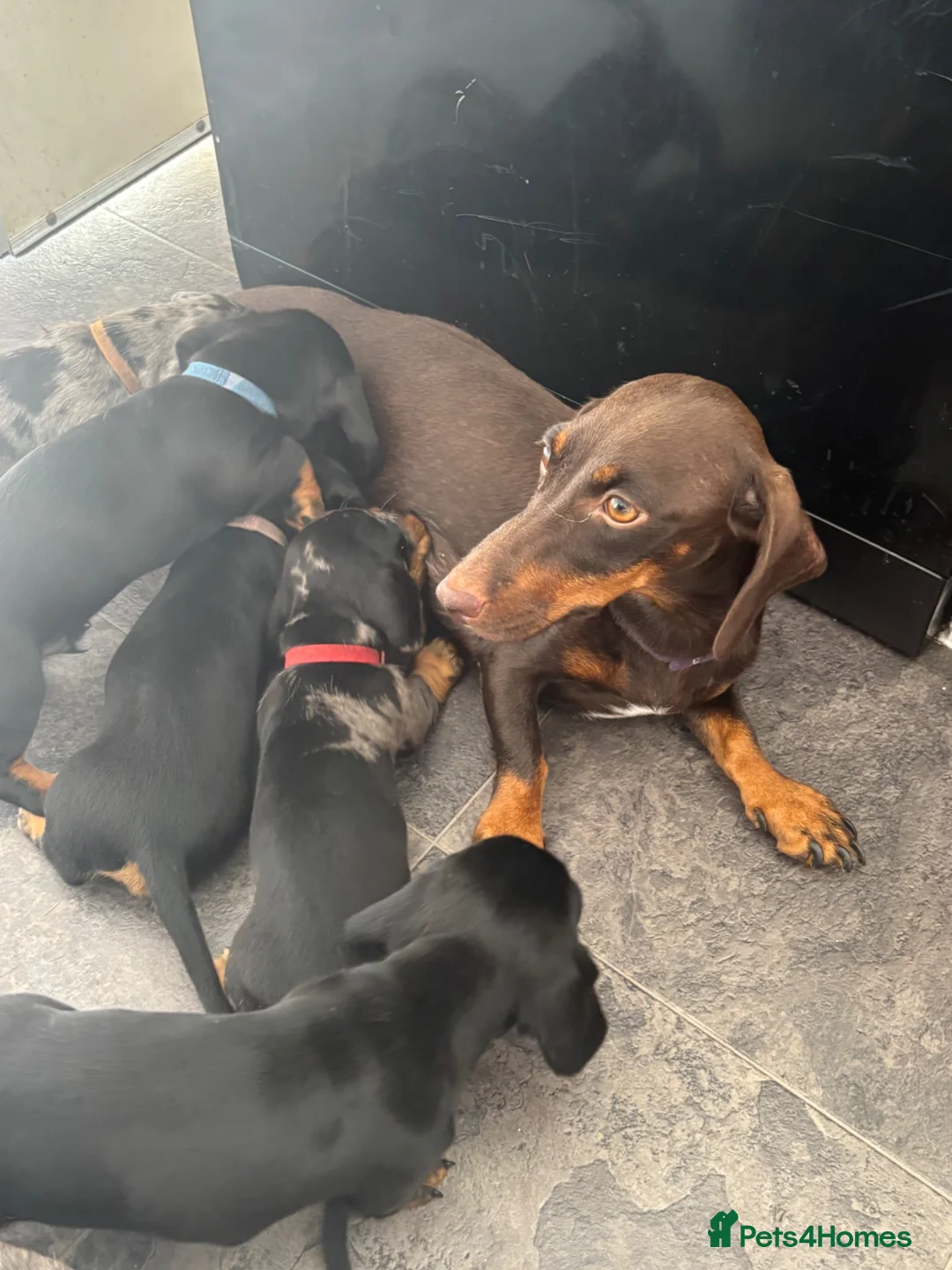 Dachshund dogs for sale: Puppy dachshunds - Advert 1