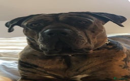 Mixed Breed dogs for sale: Cane corso x mastiff mix  - Image 2