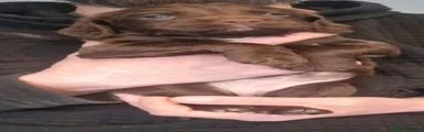 Cocker Spaniel 5