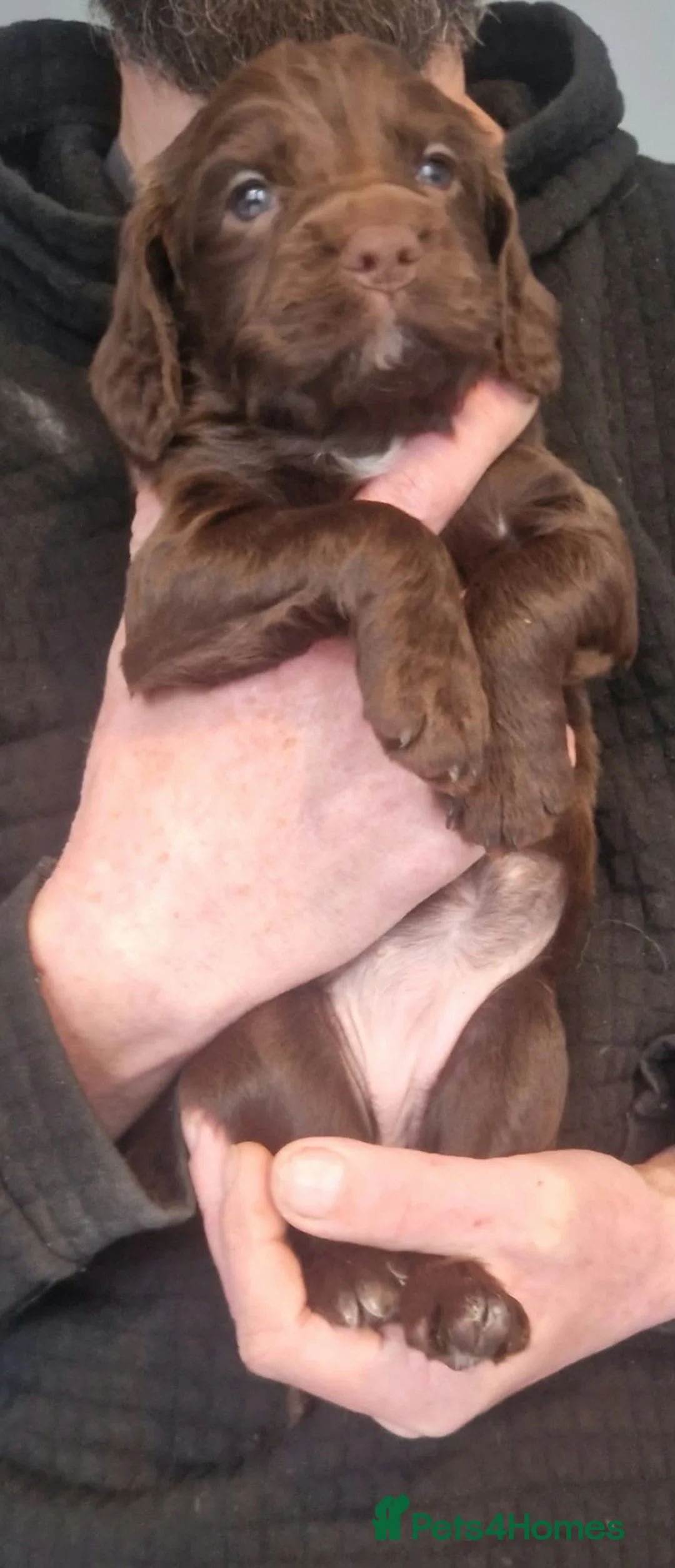 Cocker Spaniel dogs for sale: Cocker spaniel  puppies  - Advert 2