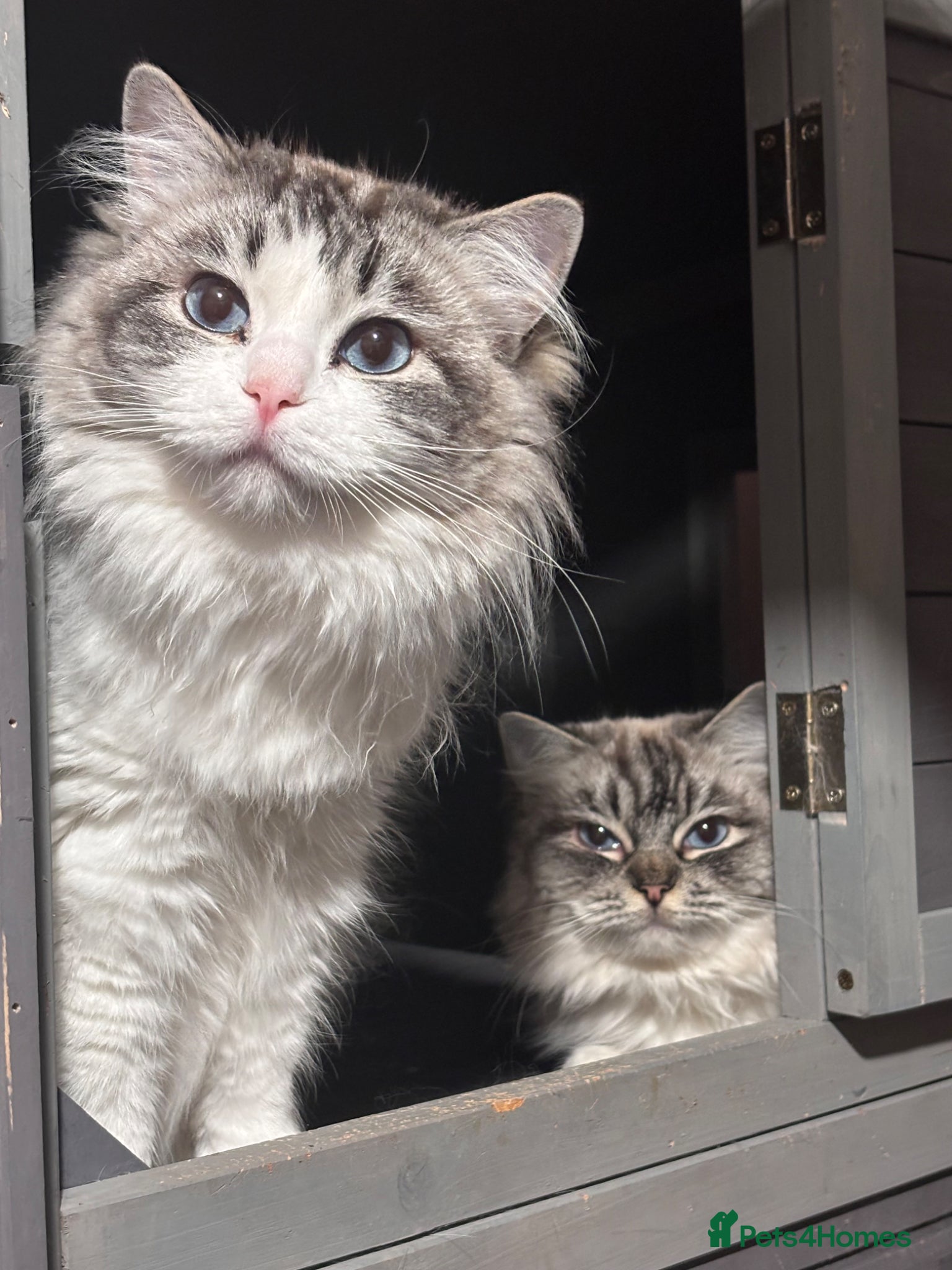 Ragdoll cats 2 dual registered queens - Advert 1