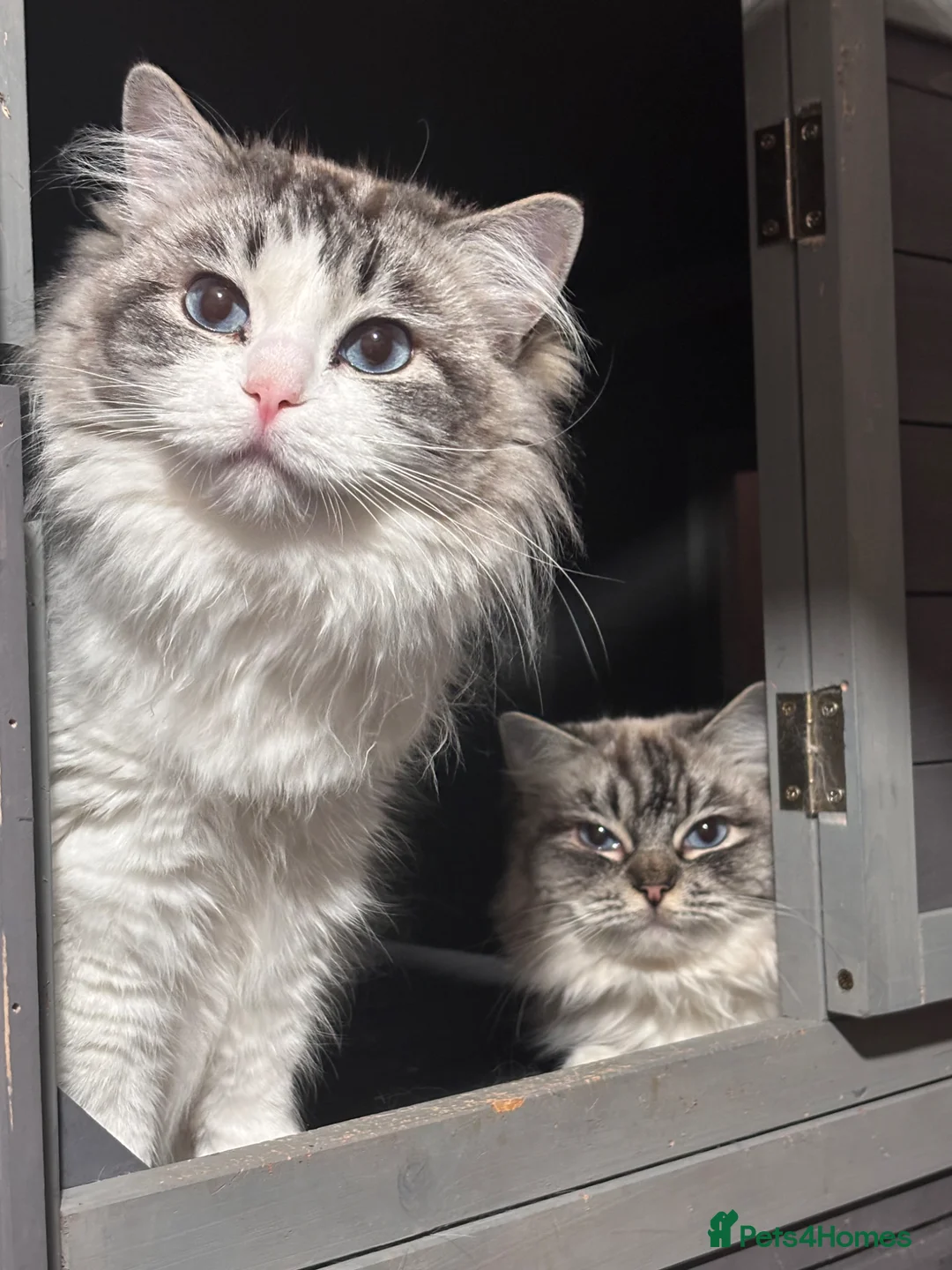 Ragdoll cats for sale: 2 dual registered queens - Advert 1