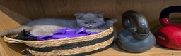 British Shorthair cats for sale: GCCF ACTIVE MALE LILAC BRITISH SHORTHAIR  - Advert 4