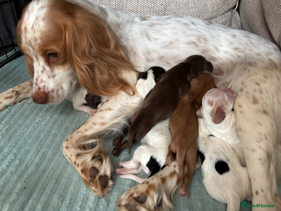 Cocker Spaniel dogs for sale: Working cocker spaniel puppies  in Berkeley - Advert 8