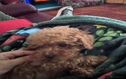Poodle dogs for sale: KC Red fox miniature toy poodle. Ready now - Image 7
