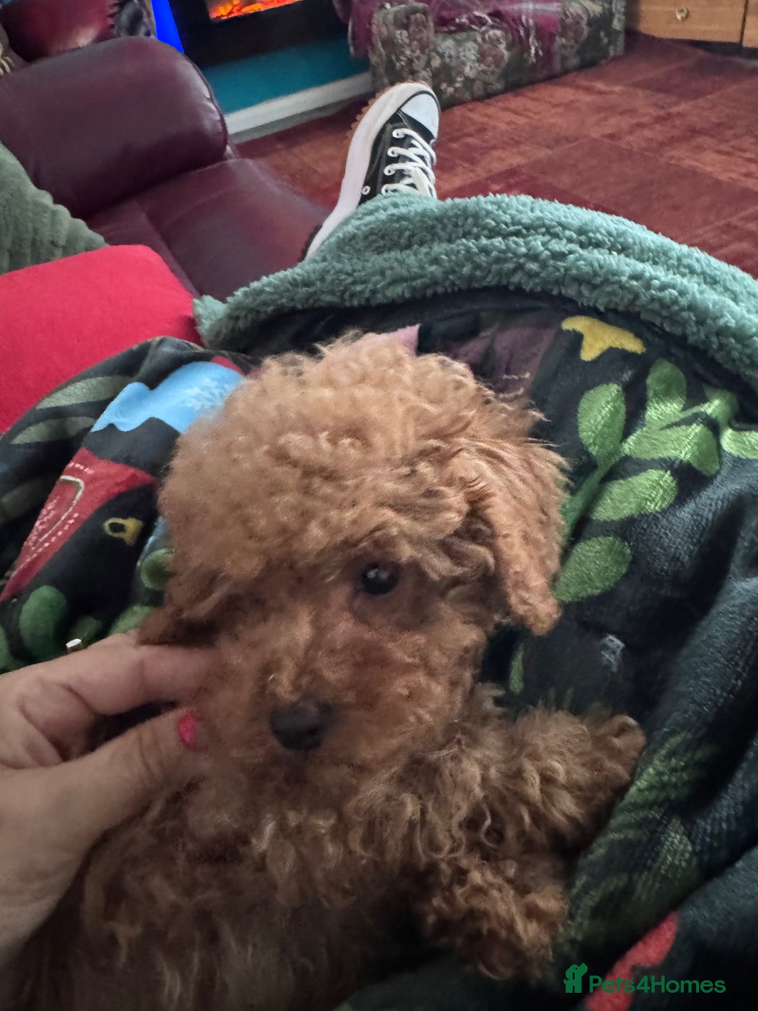 Poodle dogs for sale: KC Red fox miniature toy poodle. Ready now - Image 7