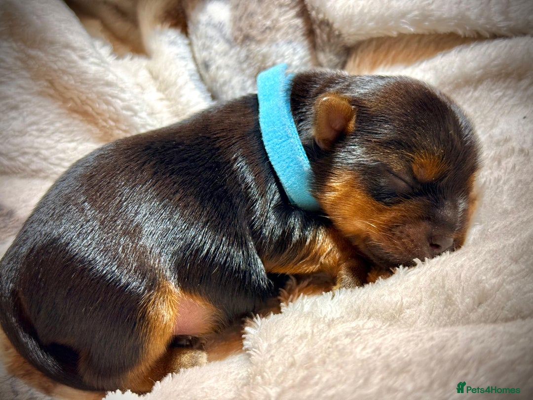 Yorkshire Terrier dogs for sale: Adorable  **  Yorkshire Terrier Puppies  - Image 10