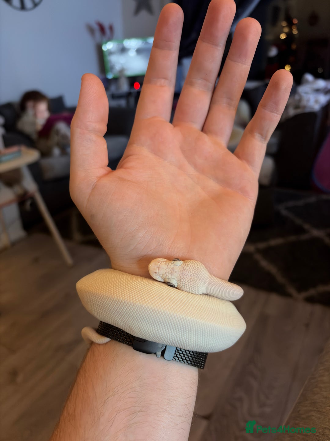 Python Snake reptiles for sale: Blue Eyed Leucistic Royal Python  - Advert 2