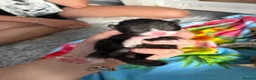 Mixed Breed cats for sale: Gorgeous kittens  in Wrexham - Advert 3