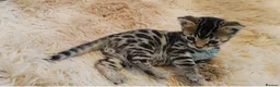Bengal cats for sale: Beautiful Bengal kittens  - Advert 2