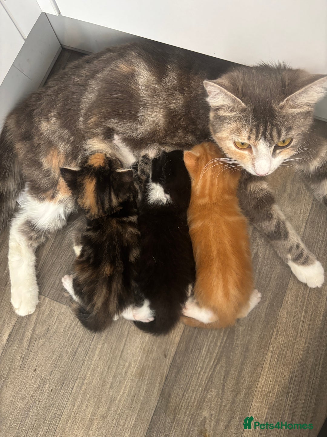British Shorthair cats for sale: X2 female British shorthaired cross kittens - Image 1