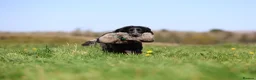 Cocker Spaniel dogs for sale: KC registers cocker Puppys  - Advert 3