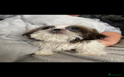 Shih Tzu dogs for sale: Shih Tzu One BOY left   - Image 4