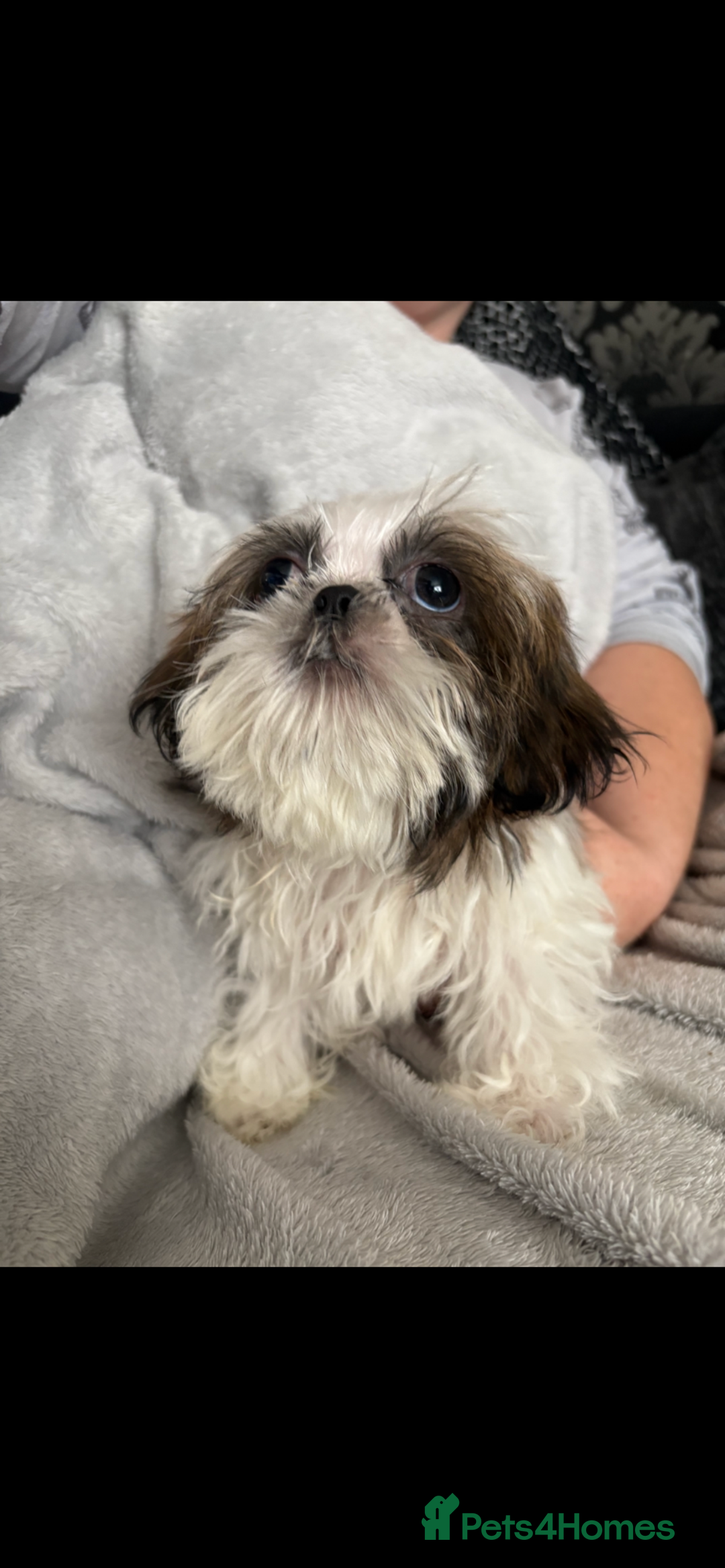 Shih Tzu dogs for sale: Shih Tzu One BOY left   - Image 4