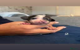 Chiweenie dogs for sale: Chiweenies - Image 3