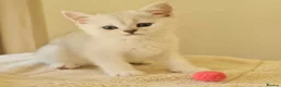 British Shorthair cats for sale: BRITISH SHORTHAIR KITTEN BLUE EYES  - Advert 20