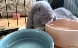 Mini Lop rabbits for sale: Single Male Mini lop - Image 3
