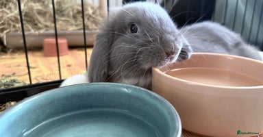 Mini Lop rabbits - Advert 13