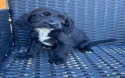 Cockapoo dogs for sale: Stunning cockapoo puppies - Image 11