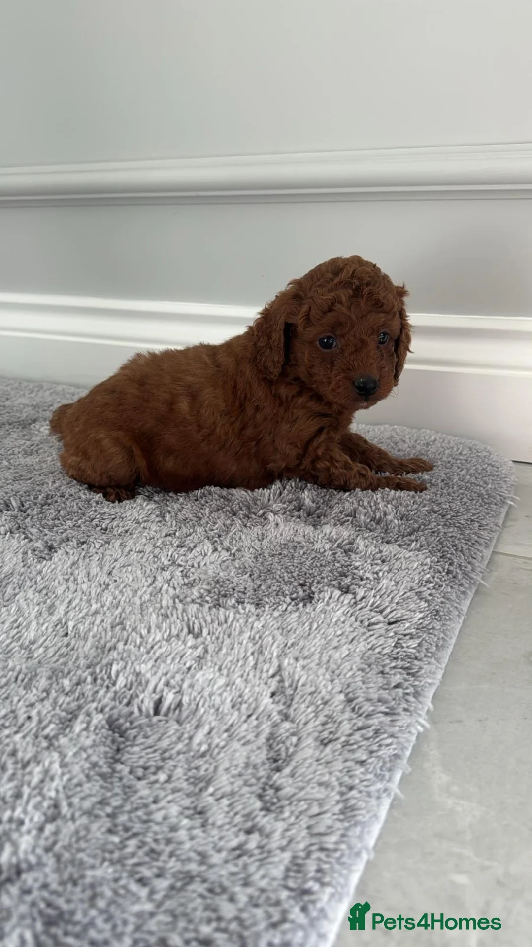 Cockapoo dogs for sale: Stunning Beautiful F1b Cockapoo Girl  - Advert 5