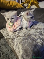 British Shorthair cats Adorable Silver Kittens looking for forever homes - Advert 6