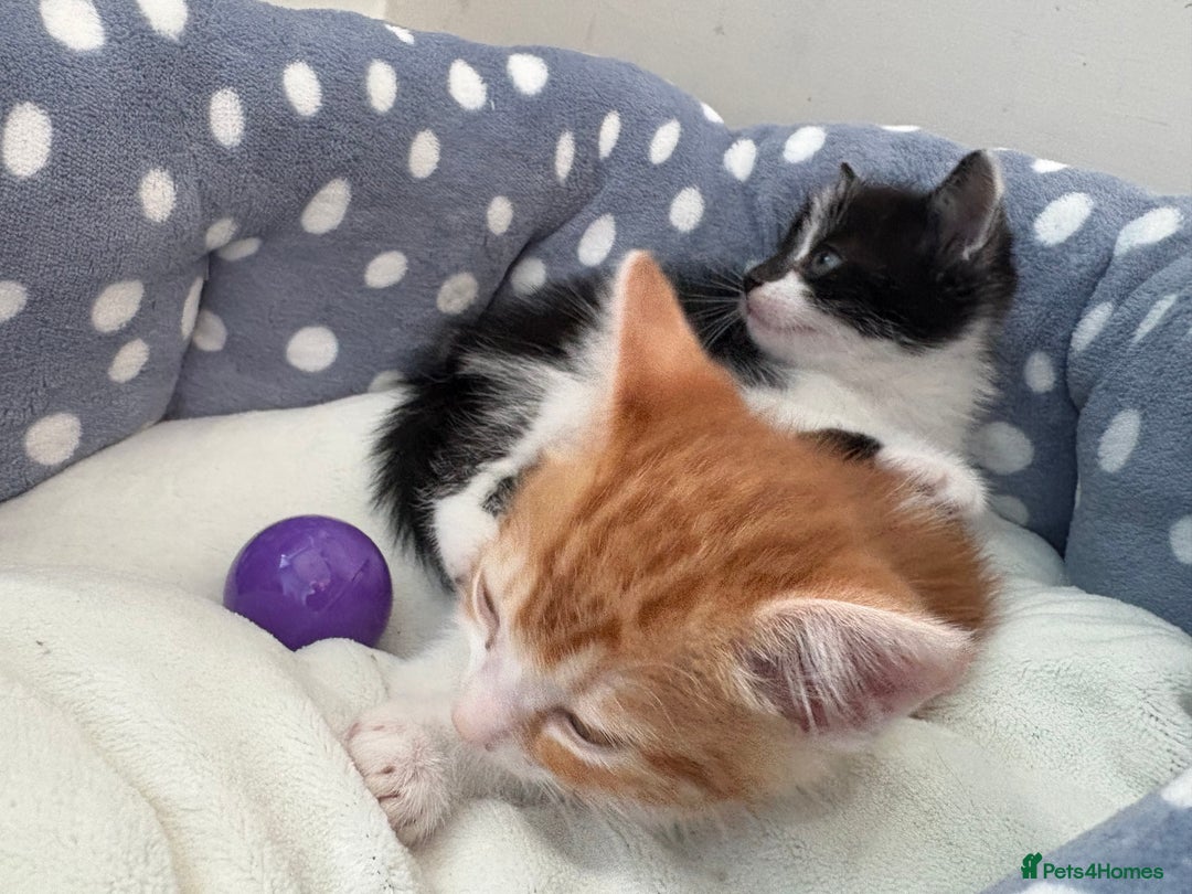 Mixed Breed cats for sale: 4 beautiful boy kittens  - Image 9