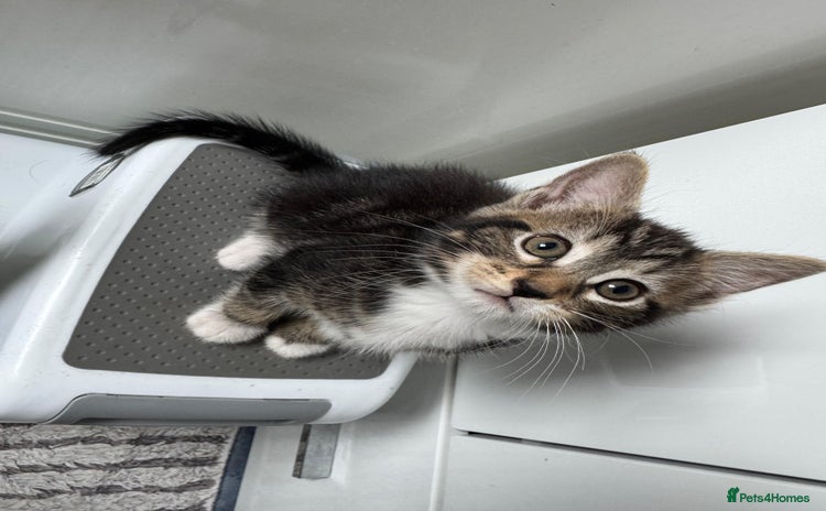 Maine Coon cats - Advert 11