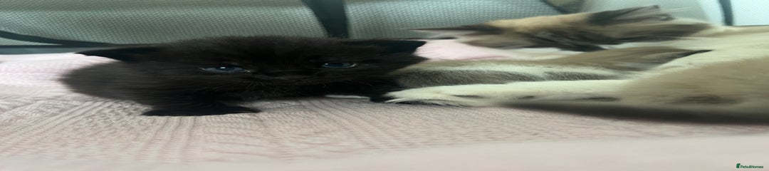 Kitten 1