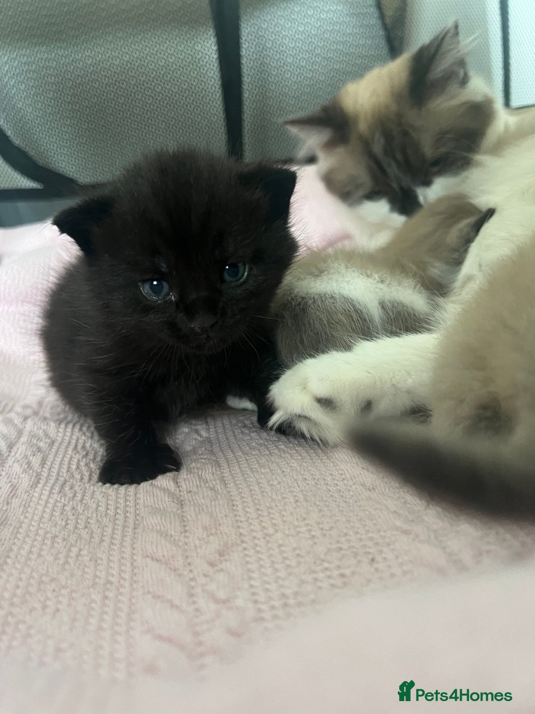Ragdoll cats for sale: Ragdoll kittens £600-£1,000 - Image 5
