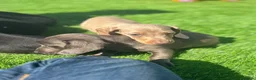 Miniature Dachshund dogs for sale: true tiny dachshunds! - Advert 2