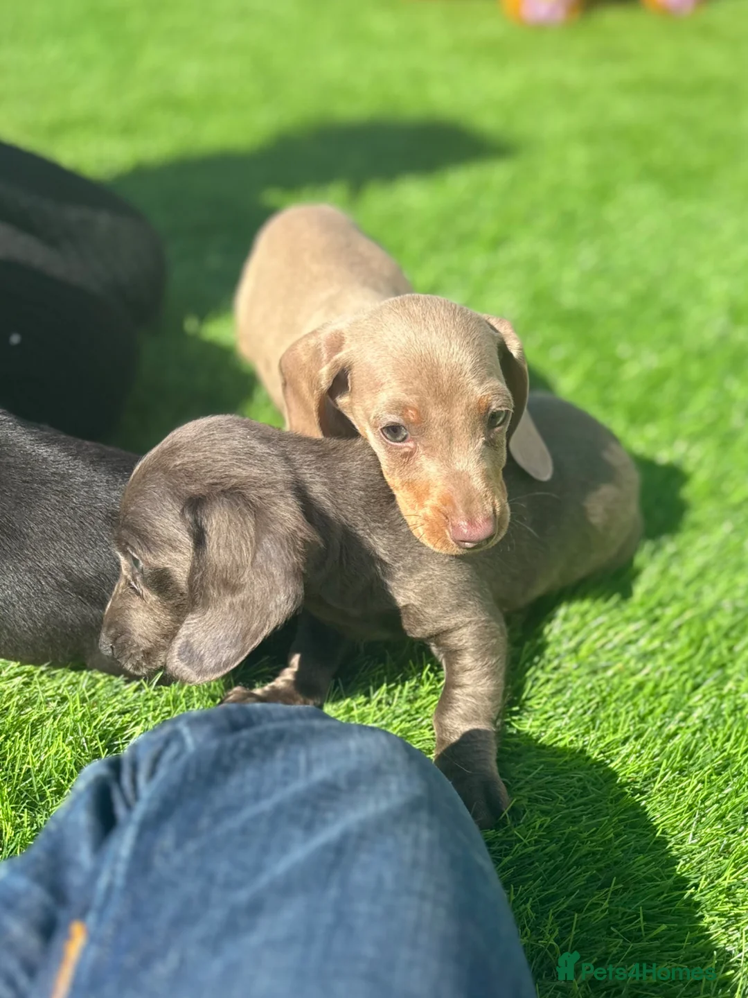 Miniature Dachshund dogs for sale: true tiny dachshunds! - Advert 2