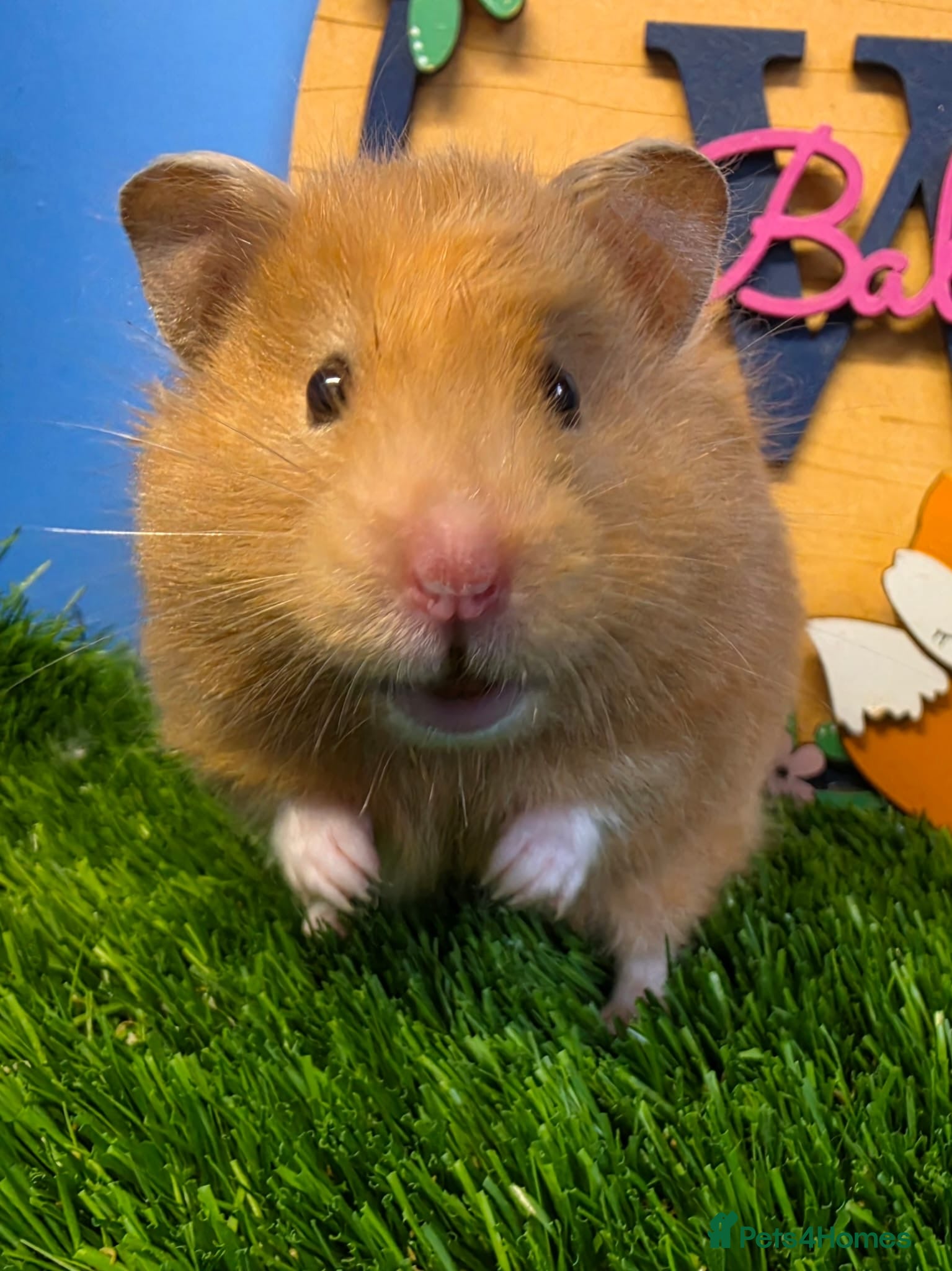 Hamster rodents Syrian Hamster Female Girl Well Handled Pediigree - Advert 2