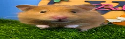 Hamster rodents for sale: Syrian Hamster Female Girl Well Handled Pediigree - Advert 2