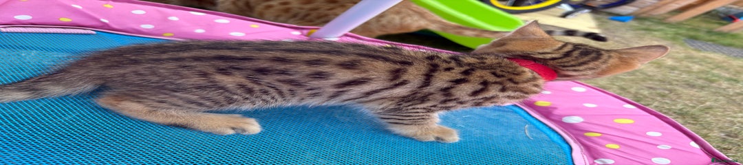 Bengal Kitten 7