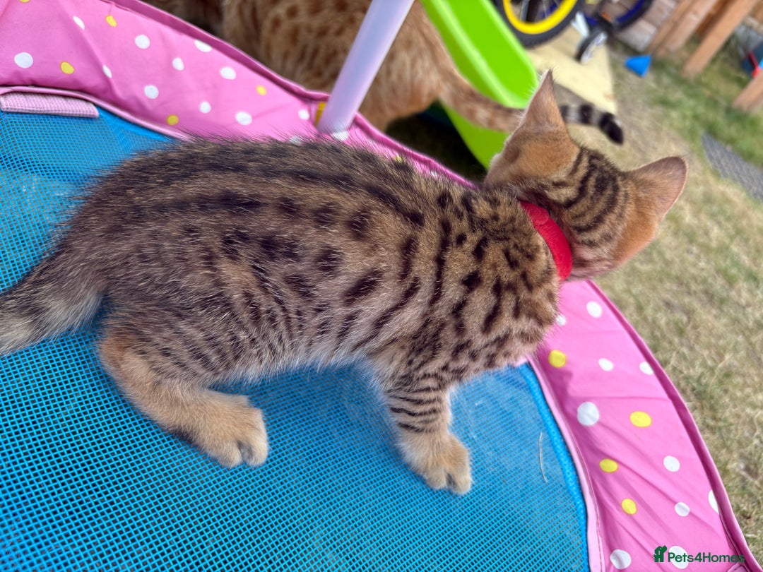 Bengal cats for sale: Beautiful litter of spotted Bengal kittens - Ready - Image 34