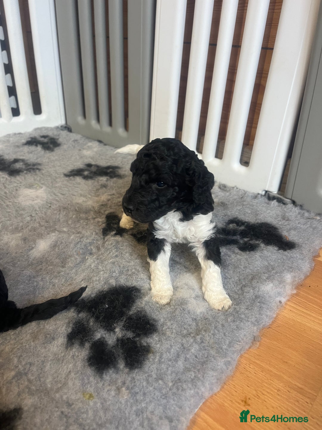 Standard Poodle dogs for sale: BEAUTIFUL STUNNING STANDARD POODLE PUPPIES - Image 5