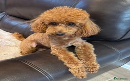 Cavapoo dogs for sale: F1 CAVAPOO BABIES 5🌟LICENSED BREEDER  - Image 19