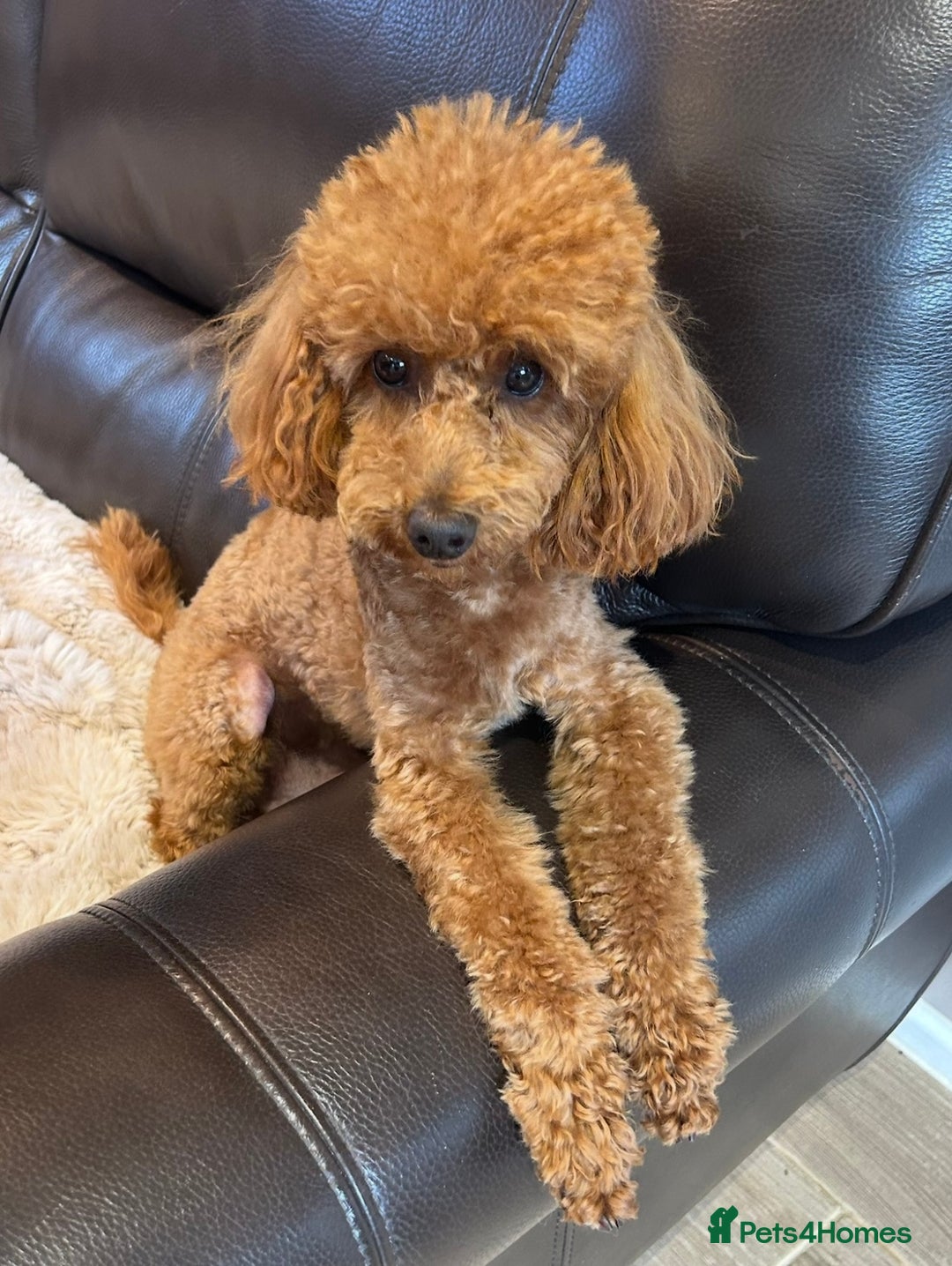 Cavapoo dogs for sale: F1 CAVAPOO BABIES 5🌟LICENSED BREEDER  - Image 19