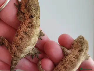 Gecko reptiles Leachianus Geckos Adults & Babies last few - Advert 7