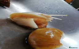 Slugs invertebrates for sale: Albino Achatina Fulica - Image 3